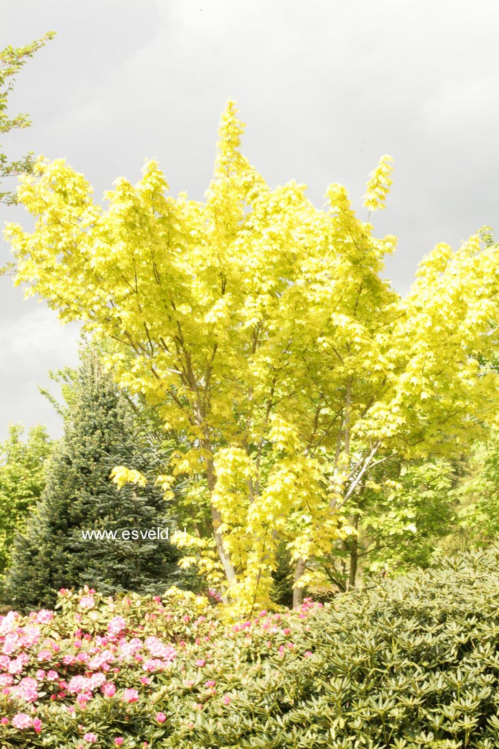 Acer longipes 'Gold Coin'