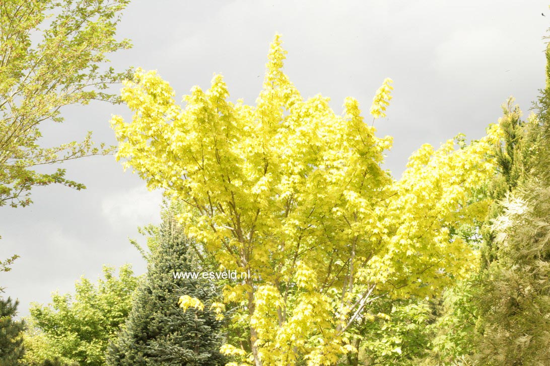 Acer longipes 'Gold Coin'