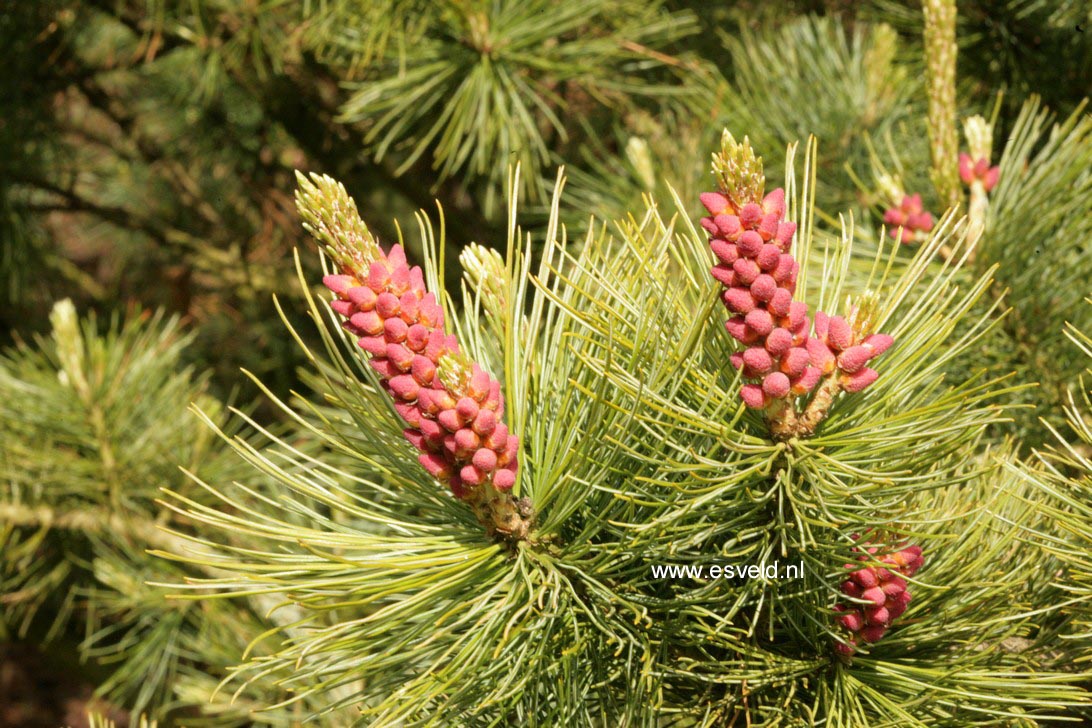 Pinus pumila 'Glauca'