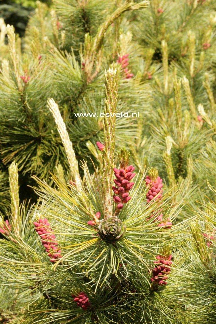 Pinus pumila 'Glauca'