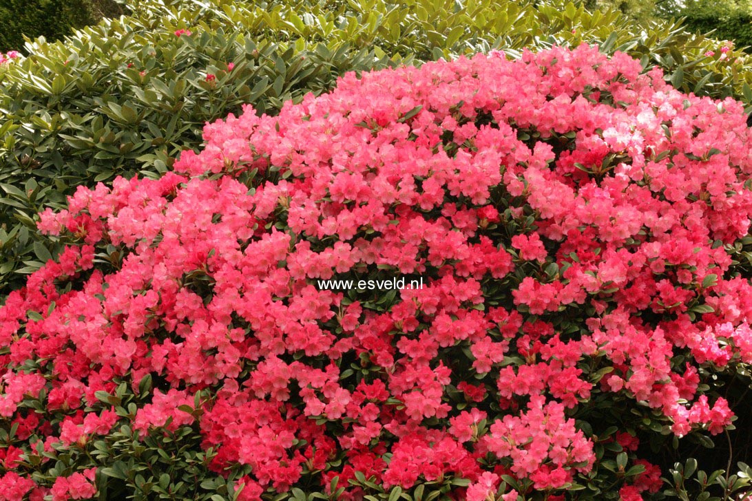Rhododendron 'Lampion'