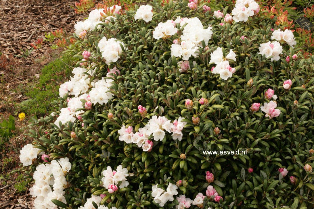 Rhododendron 'Hanano Ego'