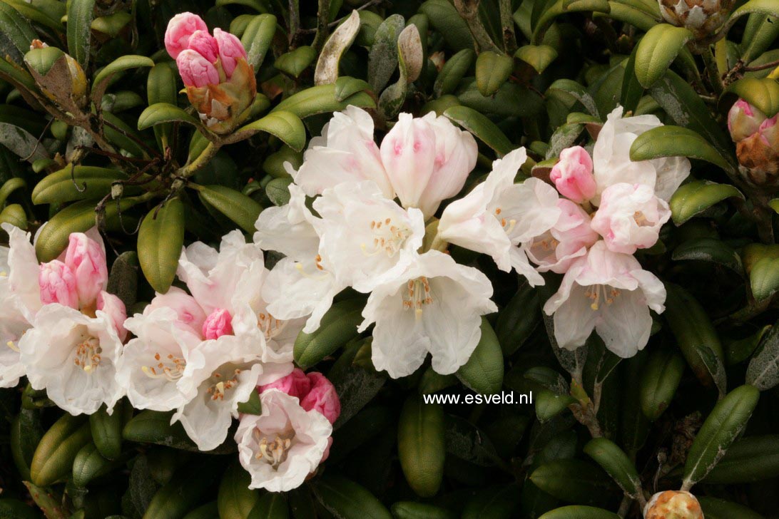 Rhododendron 'Hanano Ego'