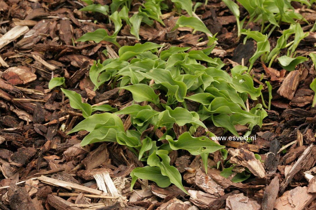 Hosta minor