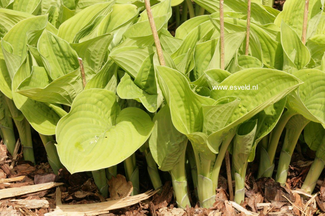 Hosta 'Zounds'