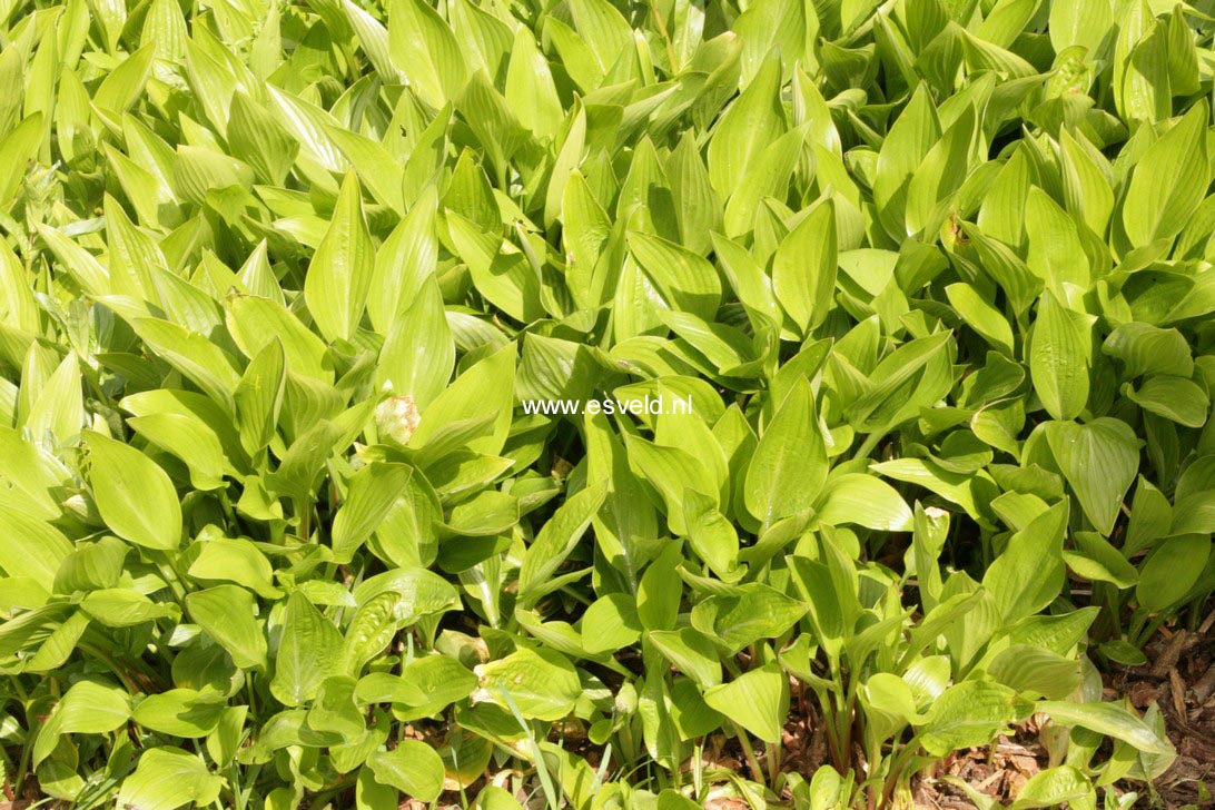 Hosta clausa var. normalis