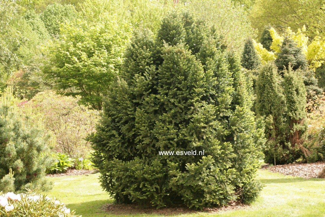 Abies alba 'Pyramidalis'