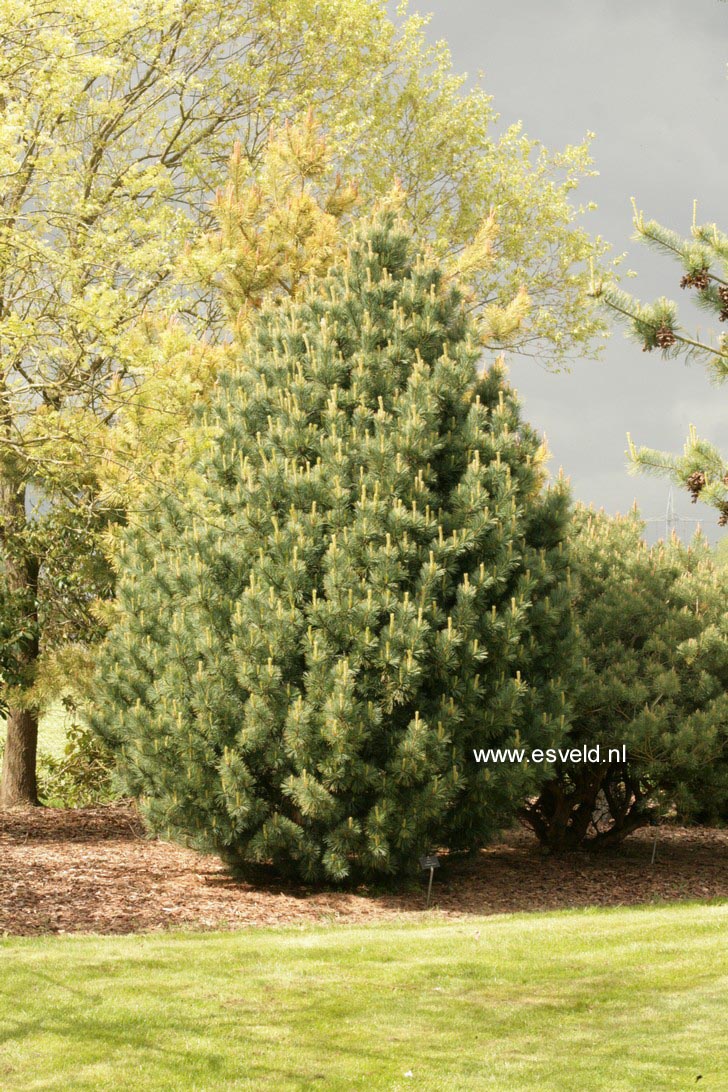 Pinus cembra 'Compacta Glauca'