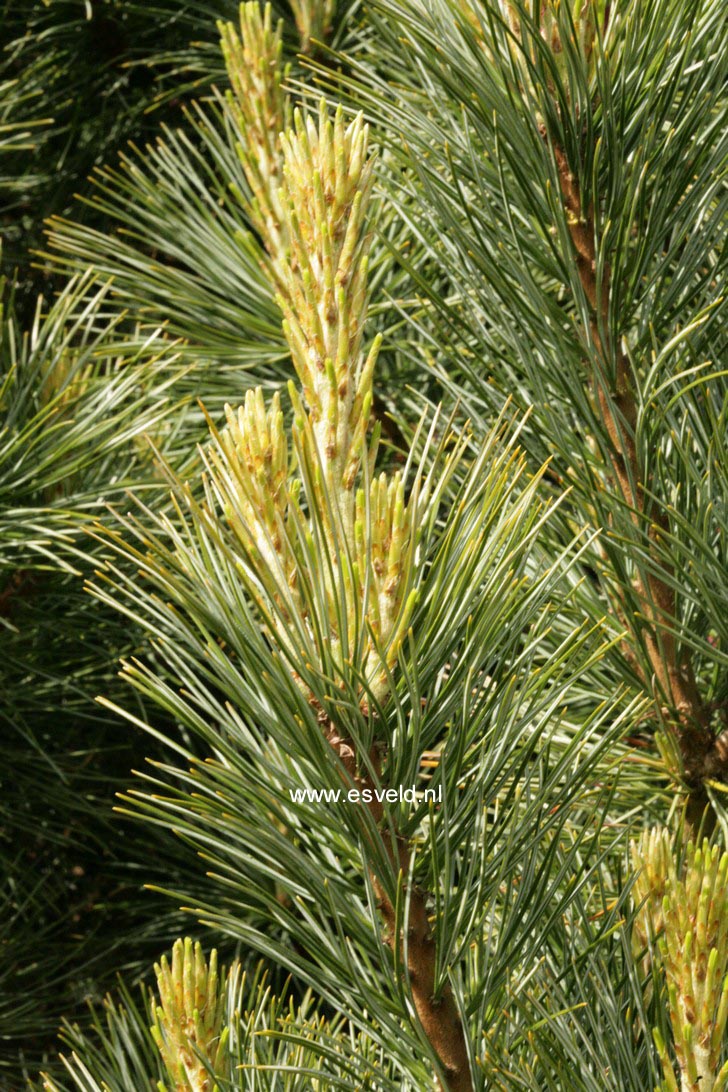 Pinus cembra 'Compacta Glauca'