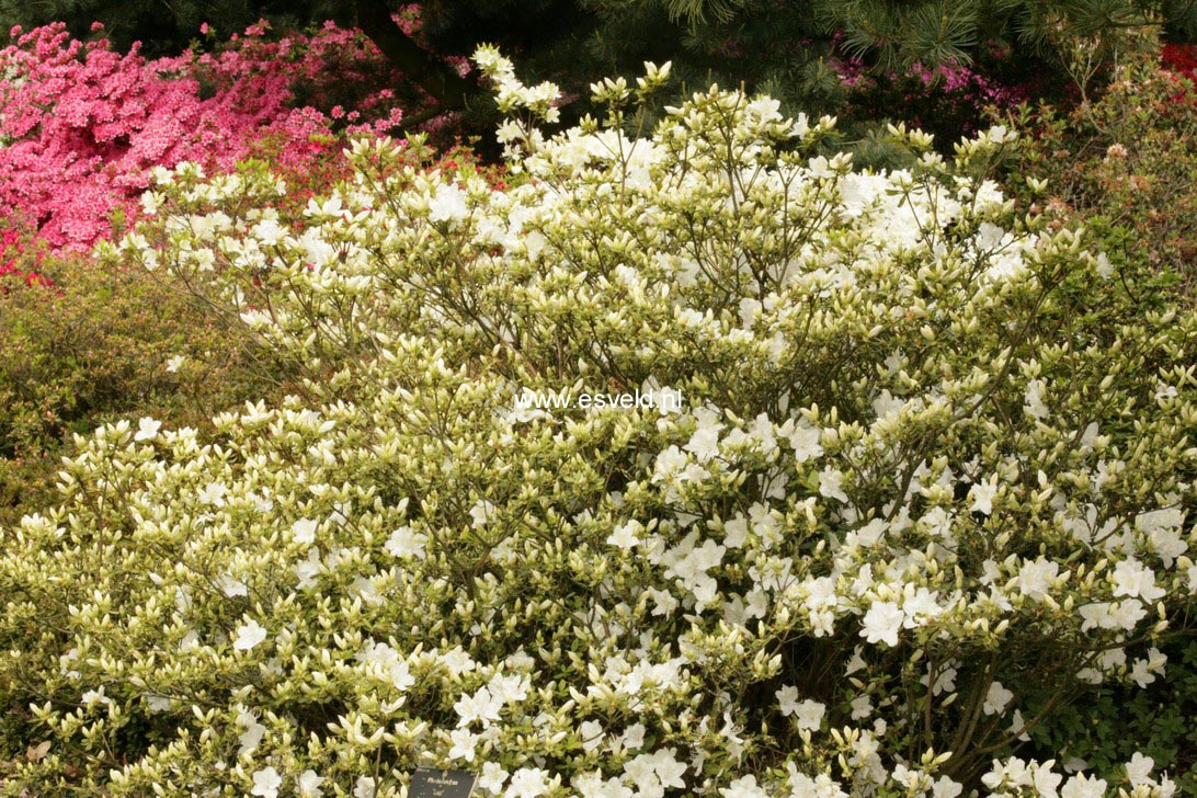 Azalea 'Luzi'