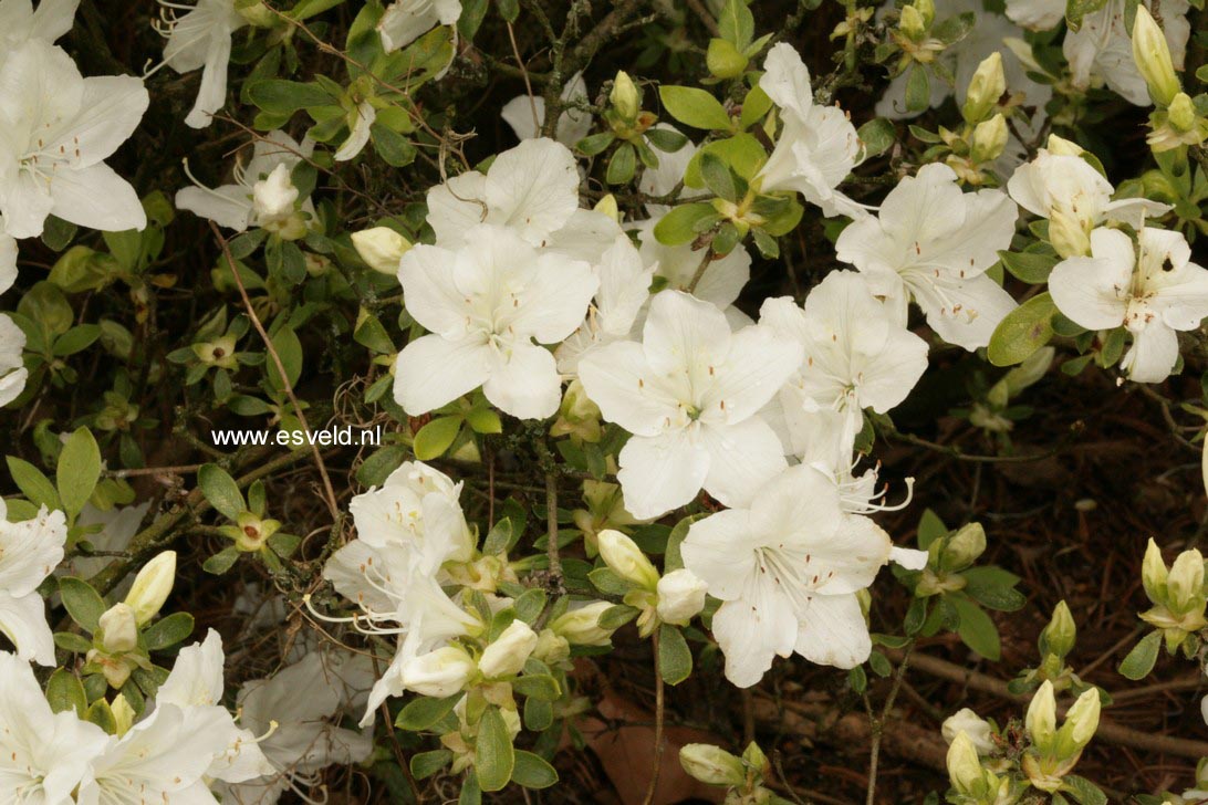 Azalea 'Luzi'