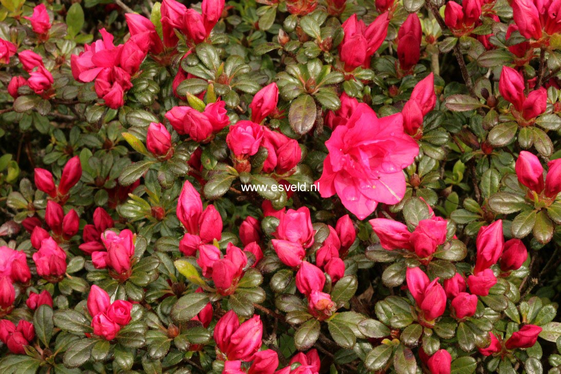 Azalea 'Canzonetta'