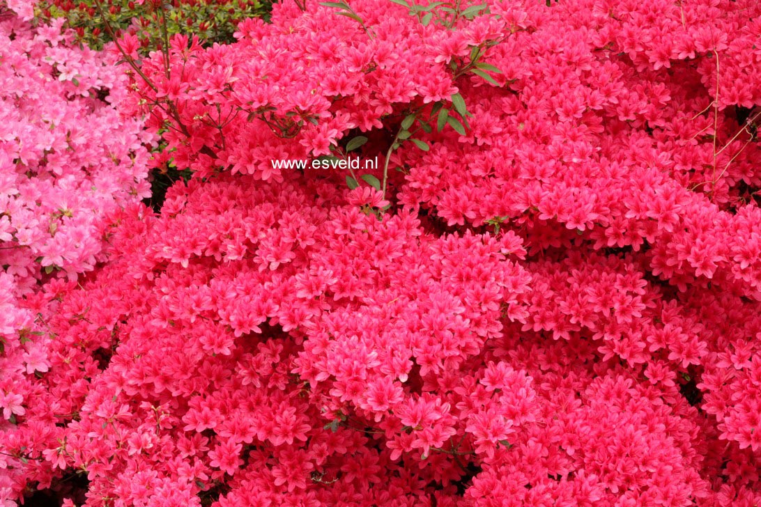 Azalea 'Hinode giri'