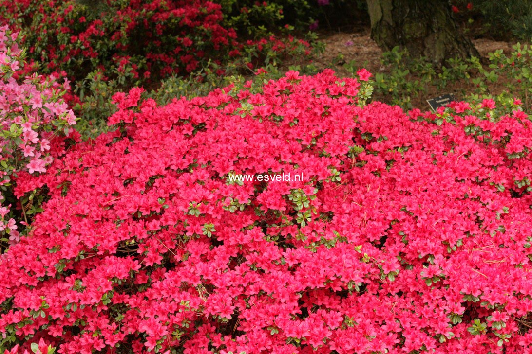 Azalea 'Hino Crimson'