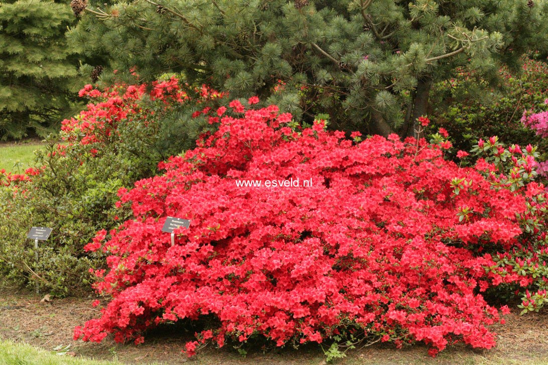 Azalea 'Red Pimpernel'