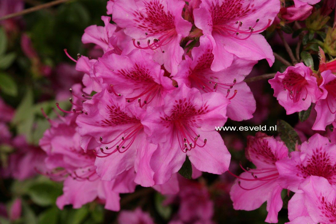 Azalea 'Herbert'