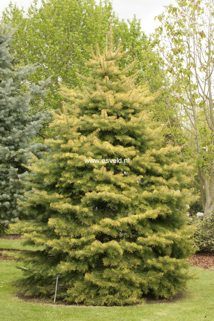 Abies concolor 'Wintergold'