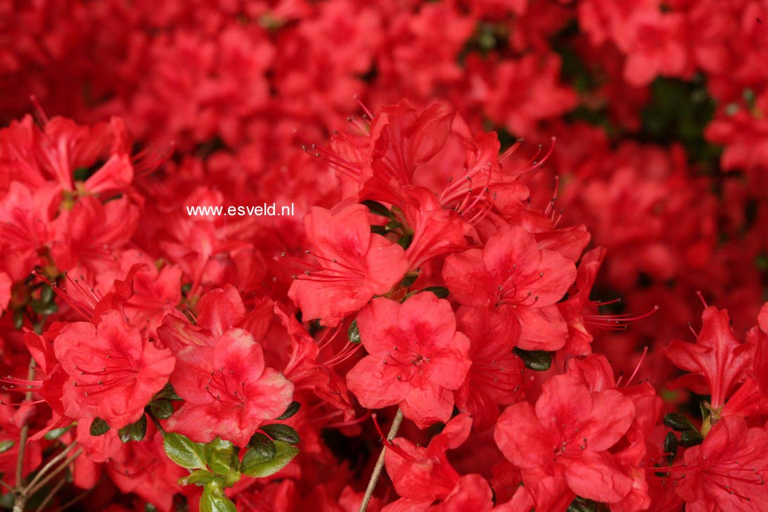 Azalea 'Stewartstownian'