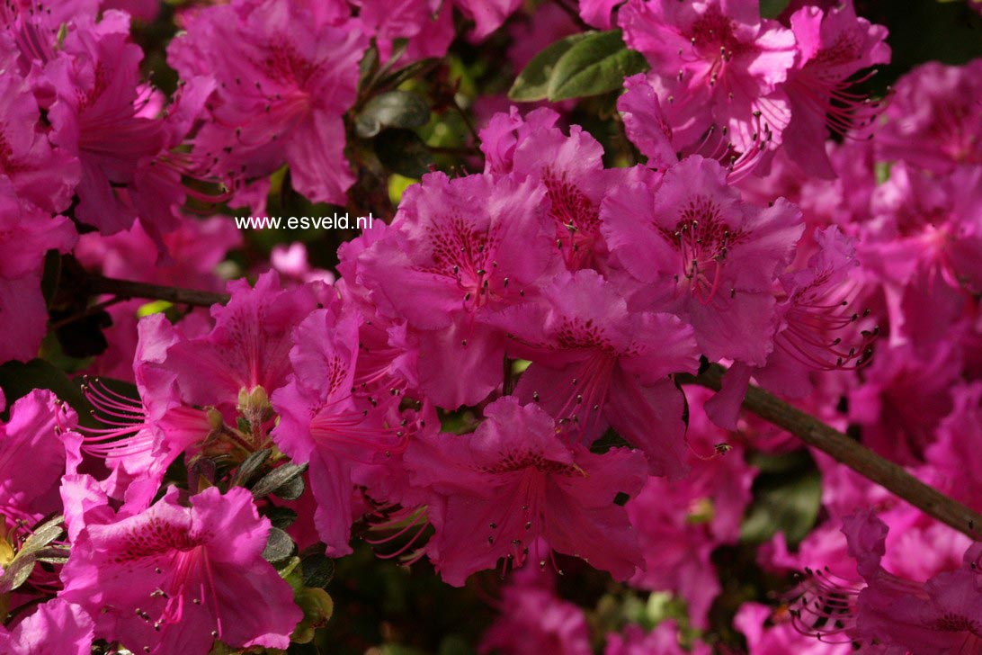 Azalea 'Königstein'