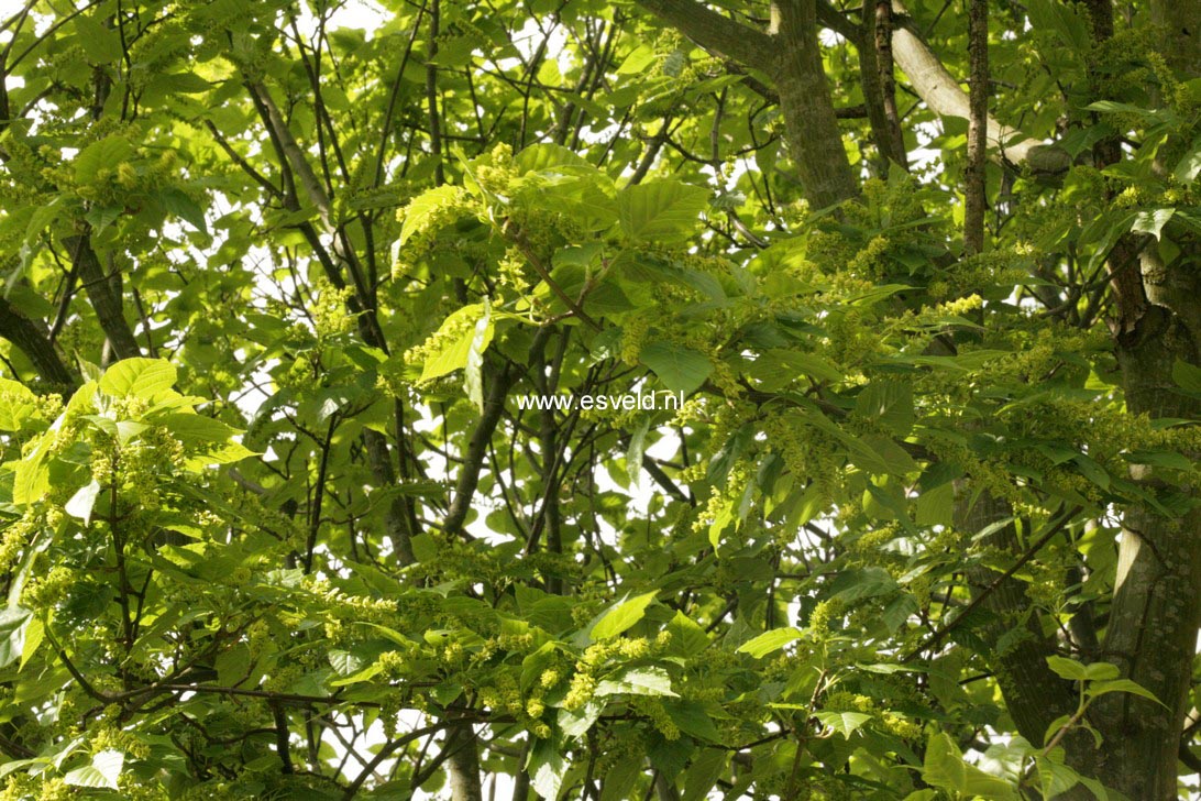 Acer davidii 'Ernest Wilson'