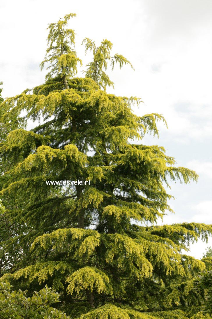 Cedrus deodara 'Golden Horizon'