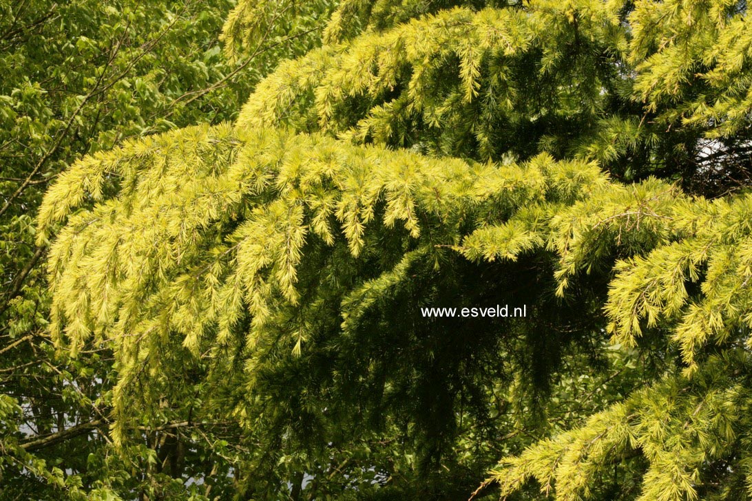 Cedrus deodara 'Golden Horizon'