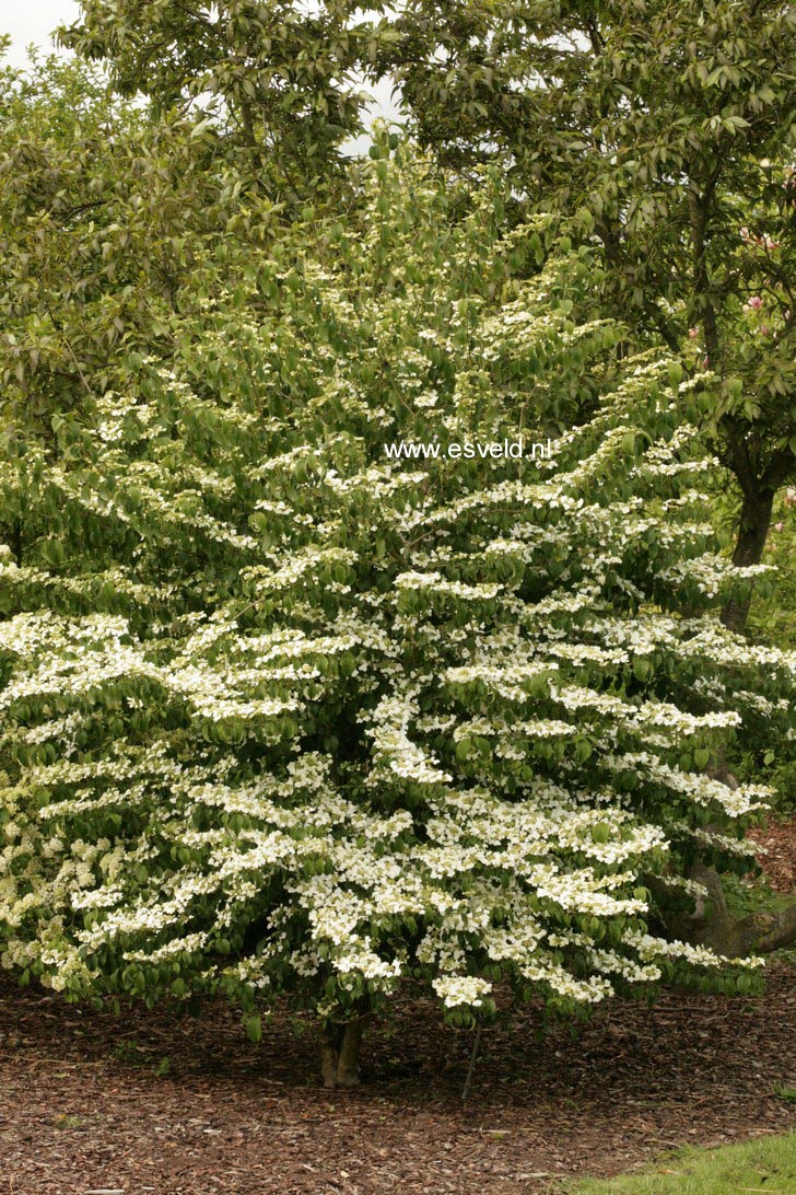 Viburnum plicatum 'Summer Snowflake'