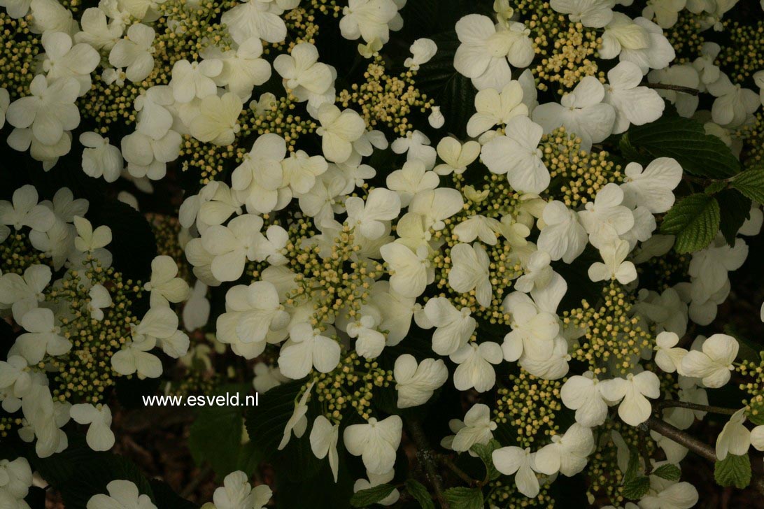 Viburnum plicatum 'Summer Snowflake'