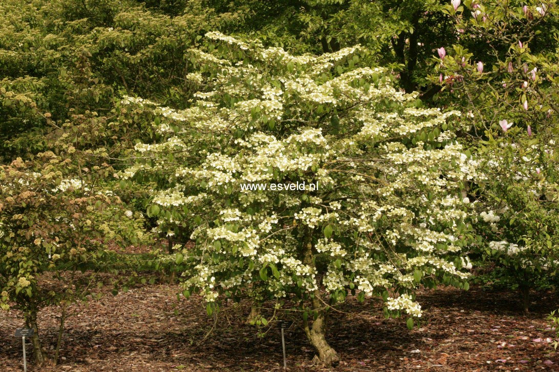 Viburnum plicatum 'Shoshoni'