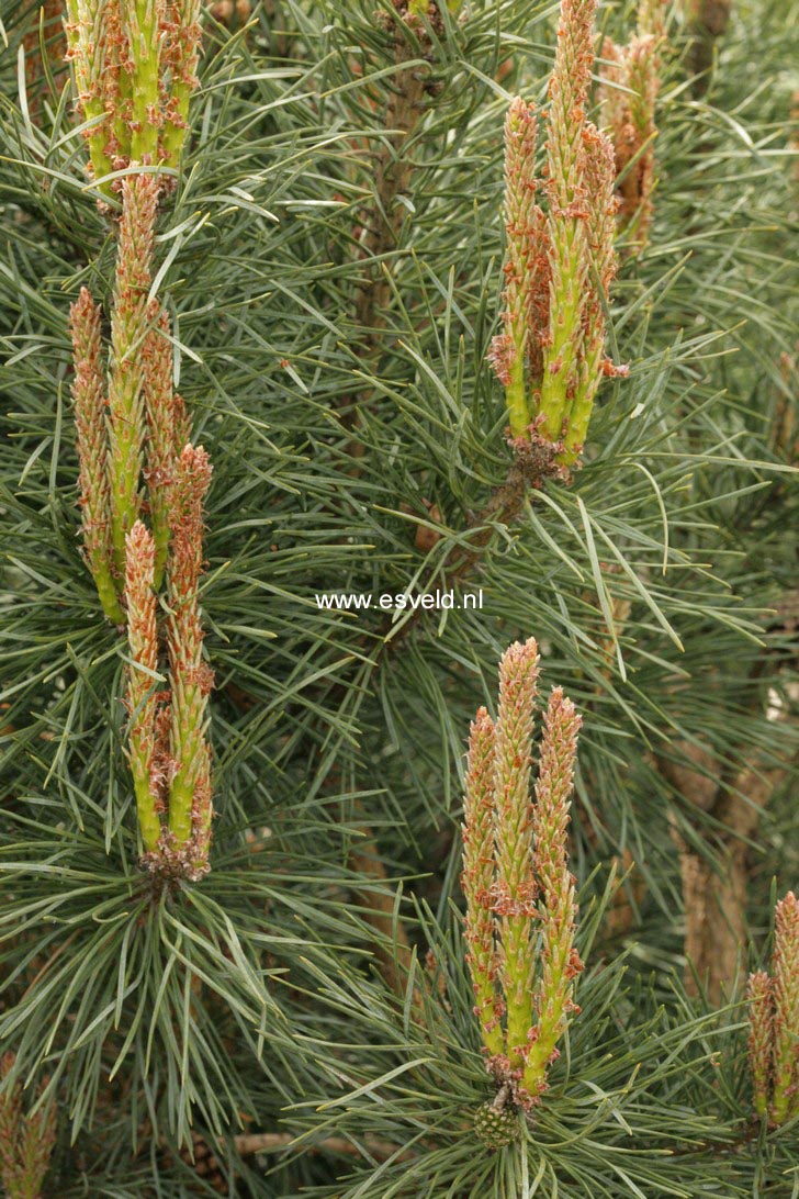 Pinus sylvestris 'Chantry Blue'