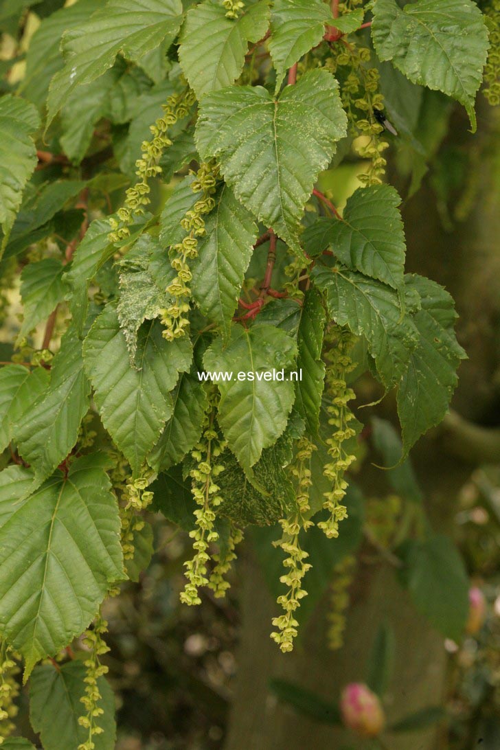 Acer rubescens
