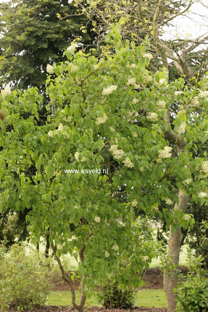 Syringa vulgaris 'Primrose'