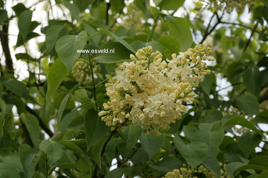 Syringa vulgaris 'Primrose'