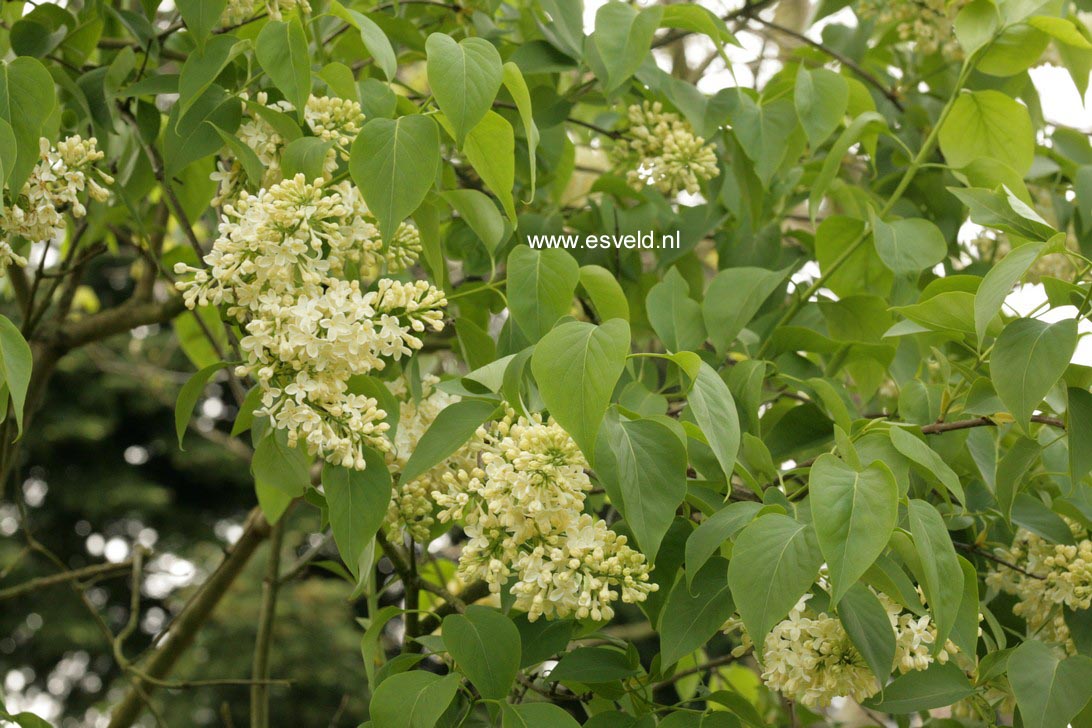 Syringa vulgaris 'Primrose'