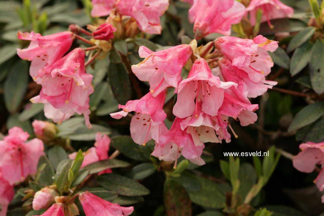 Rhododendron 'Wee Bee'