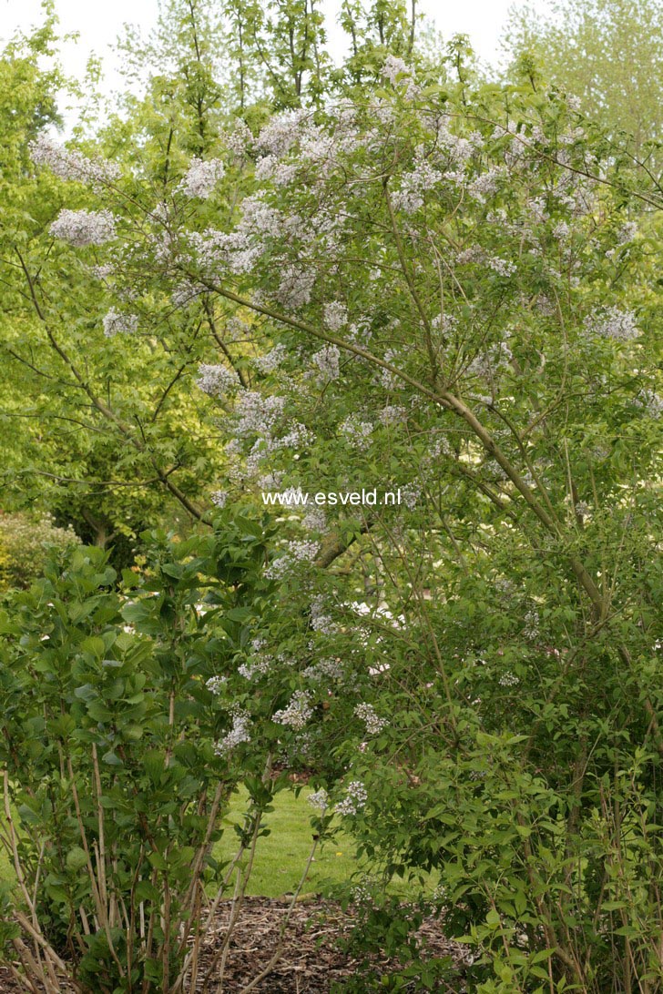 Syringa chinensis
