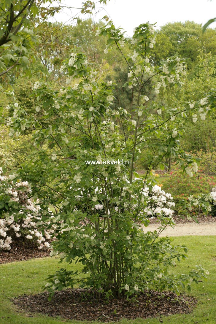 Staphylea colchica