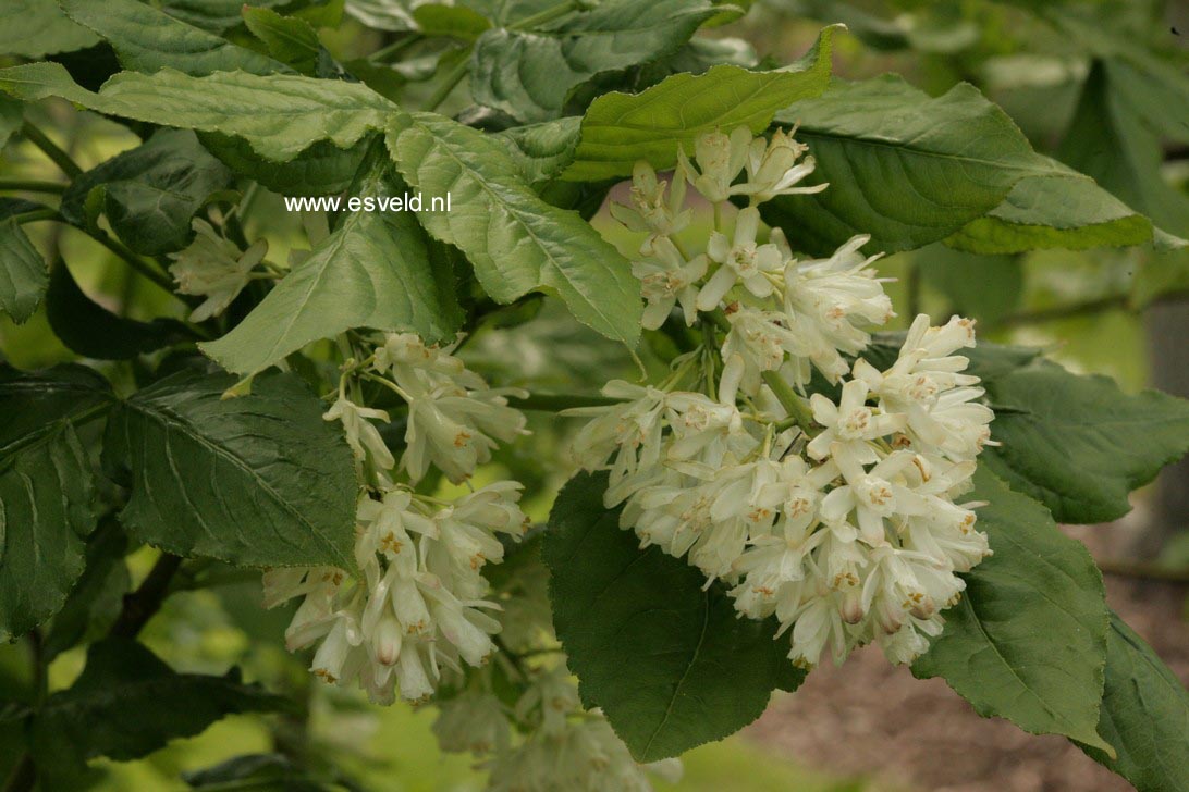 Staphylea colchica