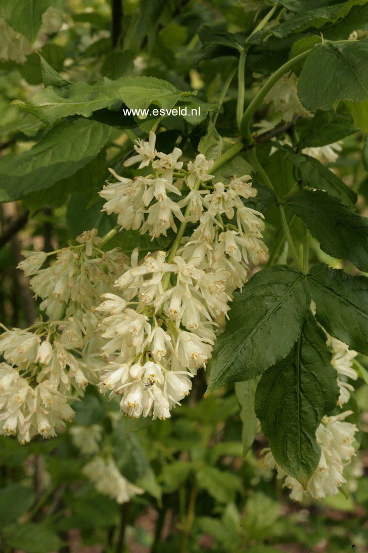 Staphylea colchica