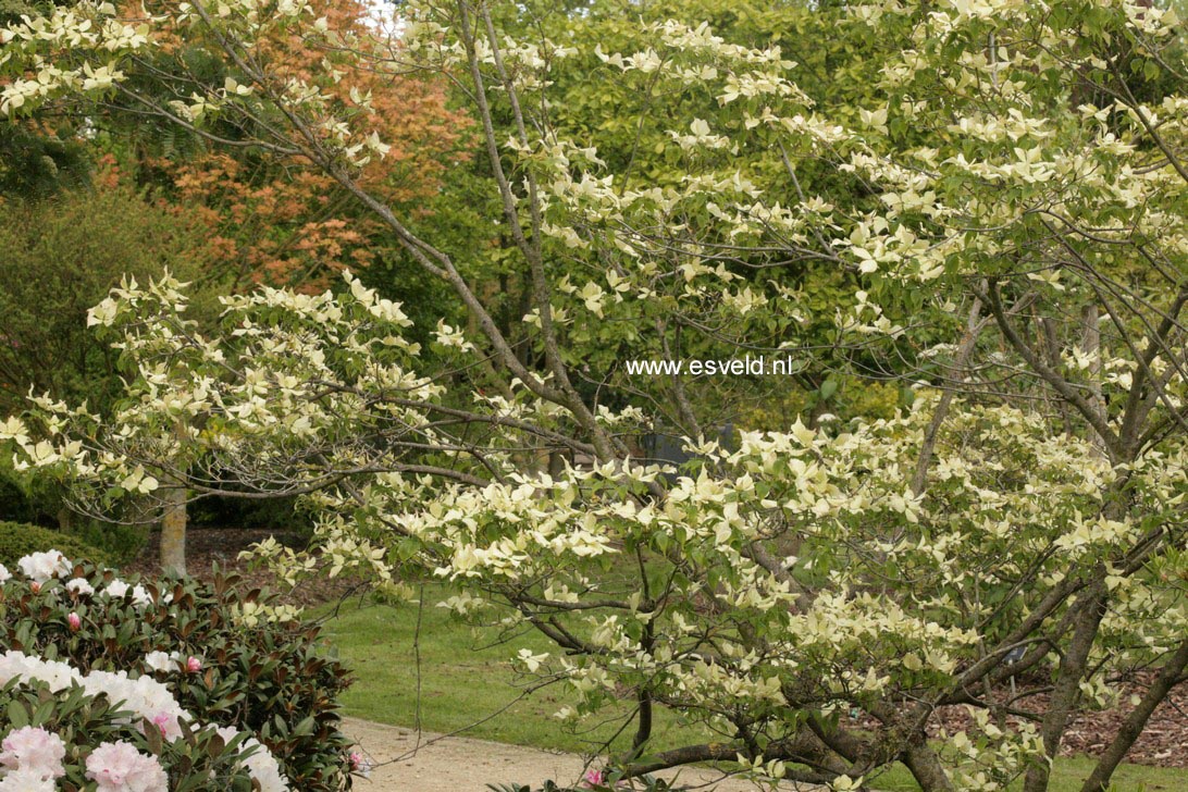 Cornus 'Rutban' (AURORA)