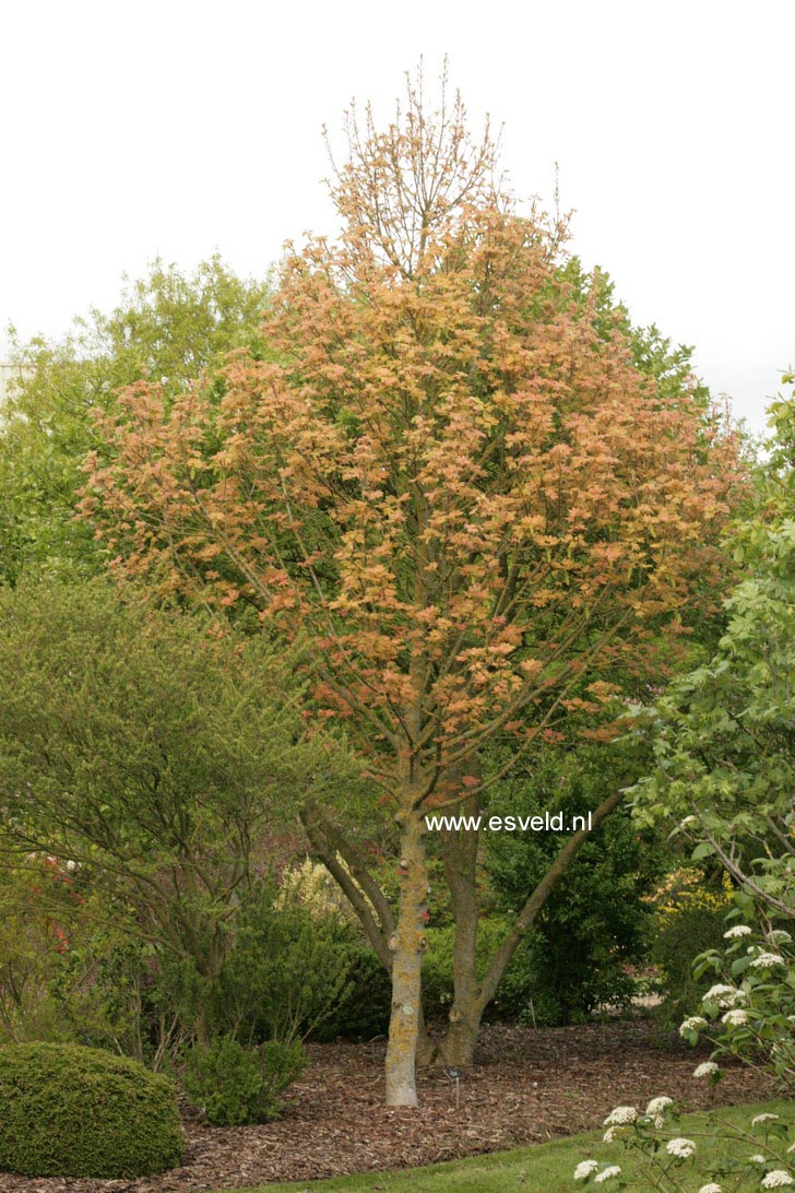 Acer pseudoplatanus 'Puget Pink'