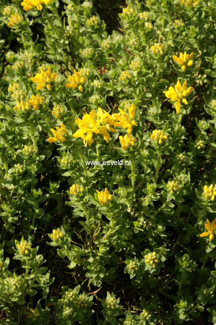 Ulex minor