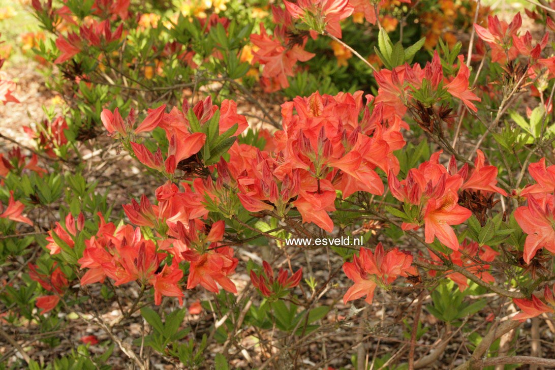 Azalea 'Dr. M. Oosthoek'