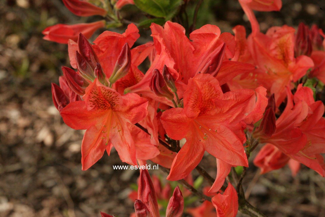 Azalea 'Dr. M. Oosthoek'