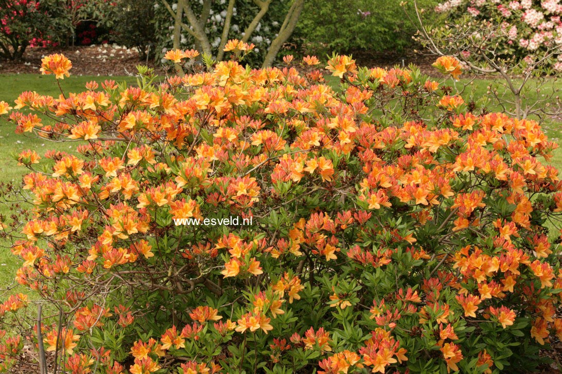 Azalea 'Lemonora'