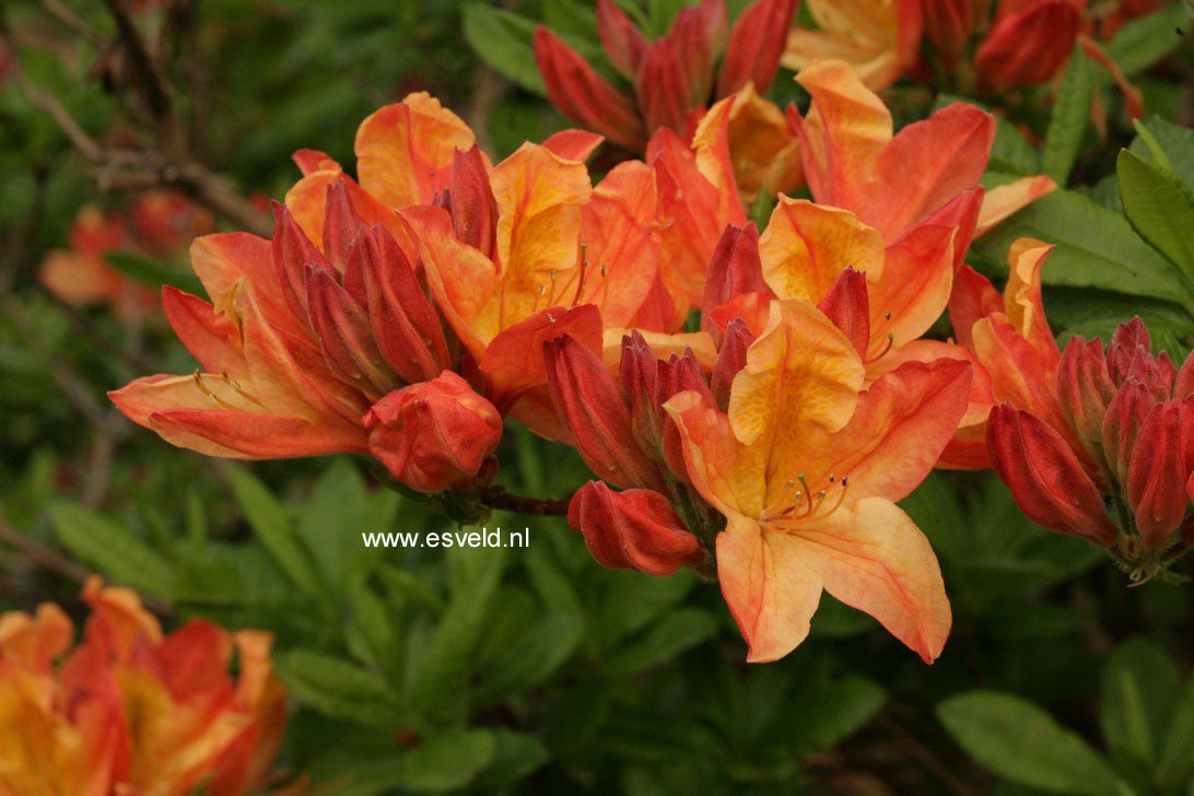 Azalea 'Lemonora'