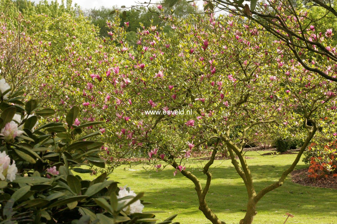 Magnolia 'Ann'