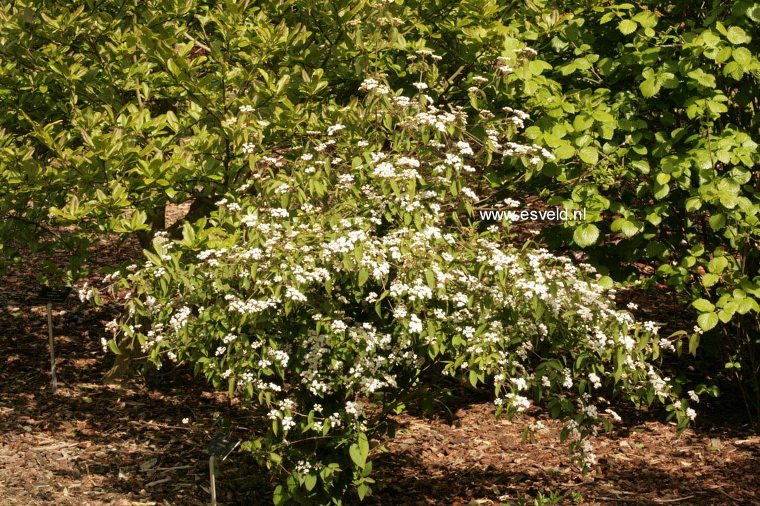 Viburnum ichangense