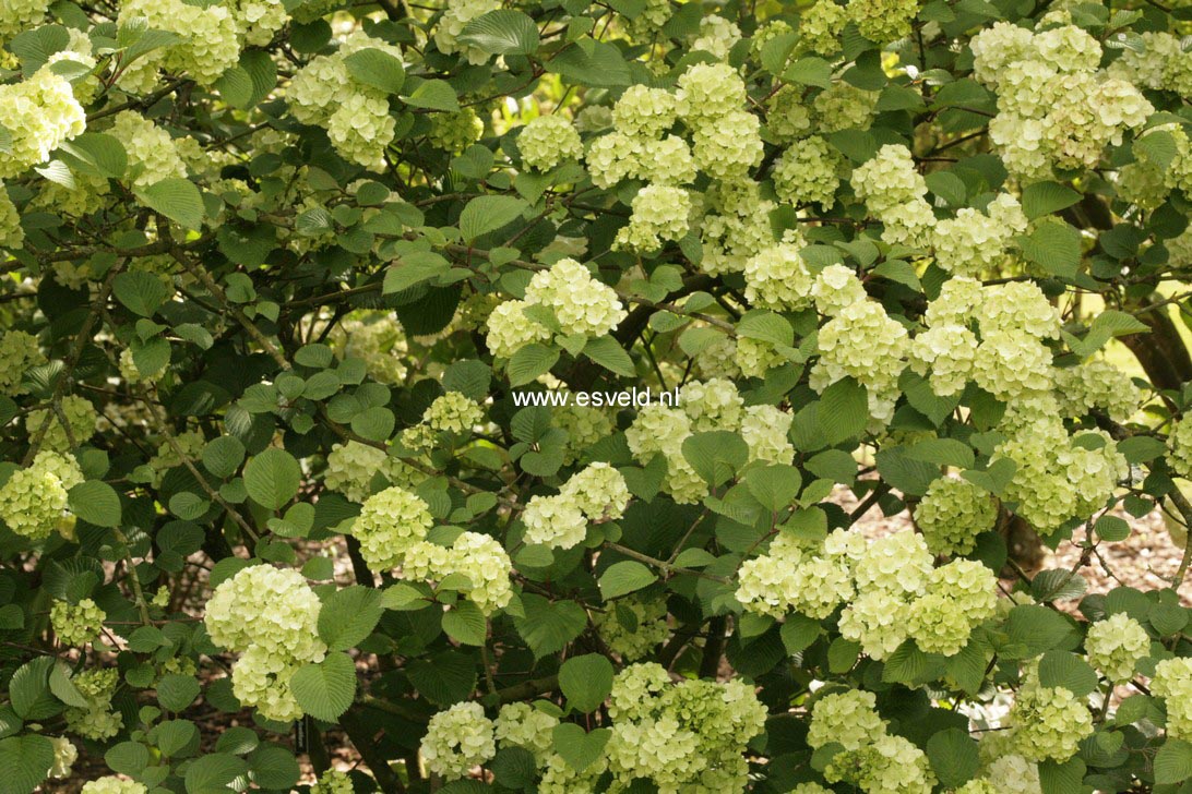 Viburnum plicatum 'Grandiflorum'