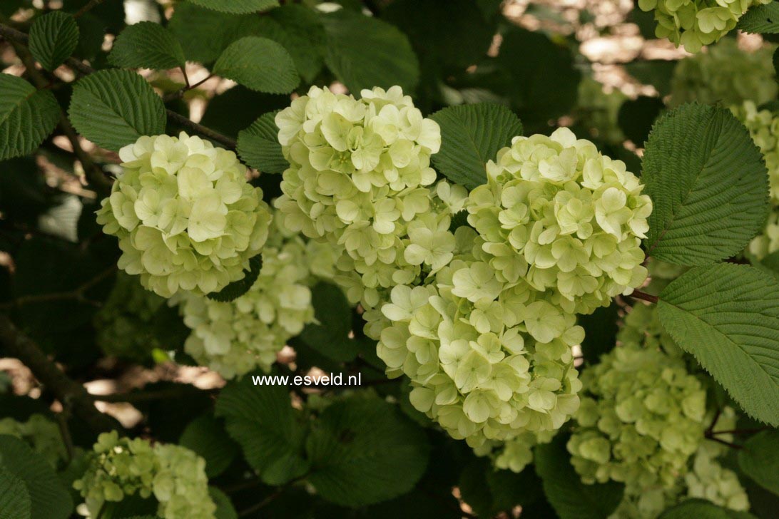 Viburnum plicatum 'Grandiflorum'